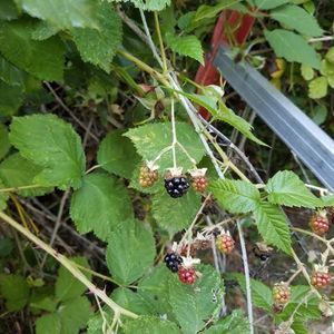 Meet your Posher, Samuel